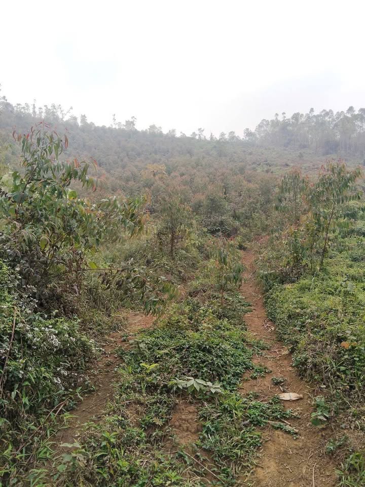 Đất rừng 3ha tại Ngọc Mỹ, Lập Thạch, Vĩnh Phúc - Giá thỏa thuận hấp dẫn!