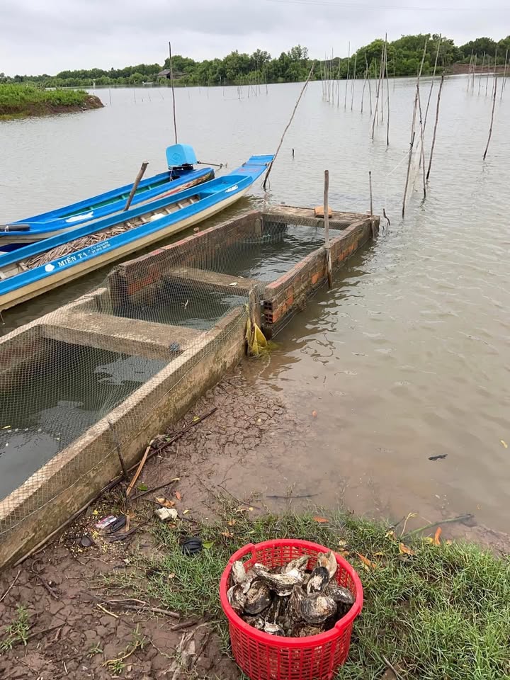 Farm 9 Mẫu tại Thừa Đức, Bến Tre - Sẵn sàng đầu tư nuôi thủy sản!