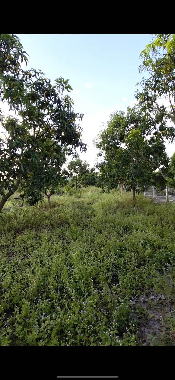 Đất thổ cư 906m² tại Cam Hiệp Nam, Cam Lâm - Giá chỉ 1,9 tỷ VND!