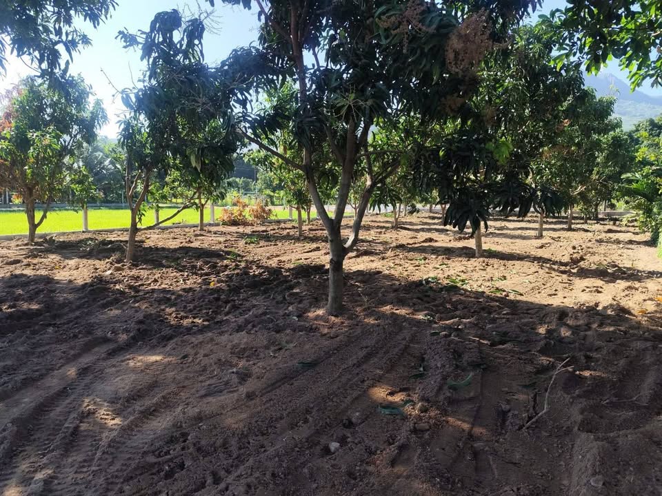 Đất thổ cư tại phường Ba Ngòi, Cam Ranh 218m² - Đầu tư sinh lời ngay!