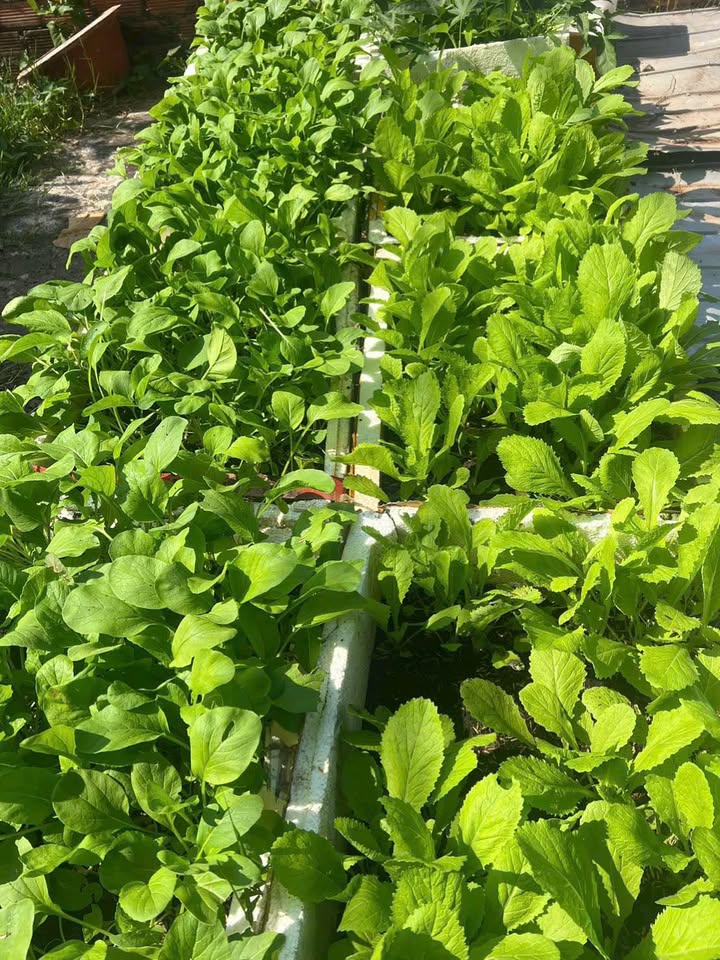 Đất thổ cư 125m² tại Phường Rạch Dừa, TP Vũng Tàu - Giá chỉ 4.5 tỷ, xây dựng tự do!