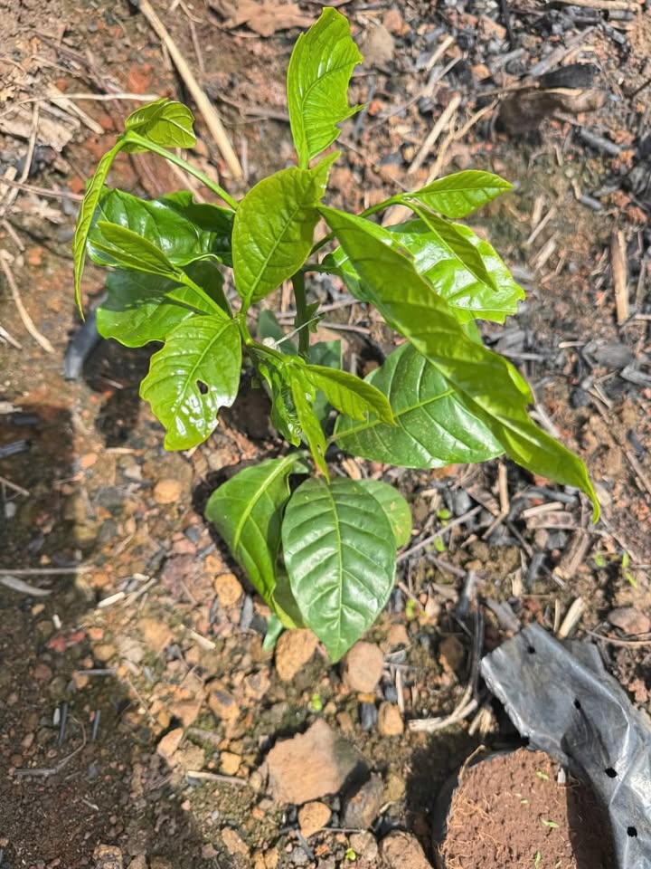 Farm Cà Phê 9 sào Đường Ngô Quyền, Đắk Lắk - Giá chỉ 2.226 tỷ!