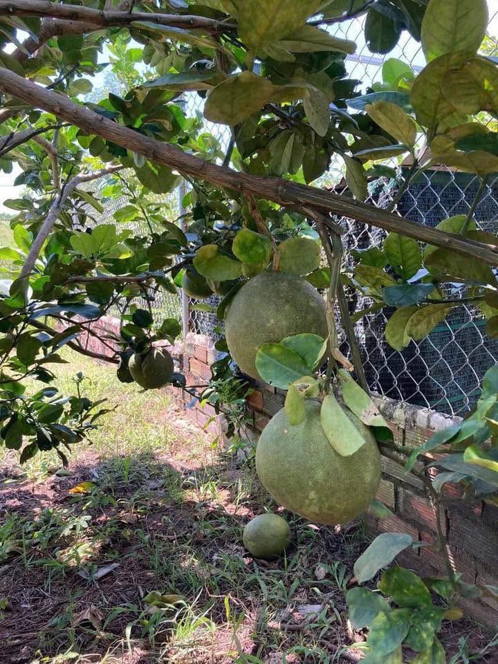 Đất nền Sông Mây, Bắc Sơn, 30,600m² giá 12 tỷ - Đầu tư sinh lời ngay!