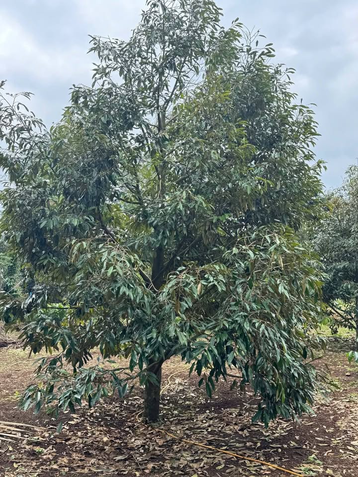 Đất nền 6,2 sào tại Bình Tân, Buôn Hồ - Giá 4,2 tỷ, cơ hội đầu tư tuyệt vời!