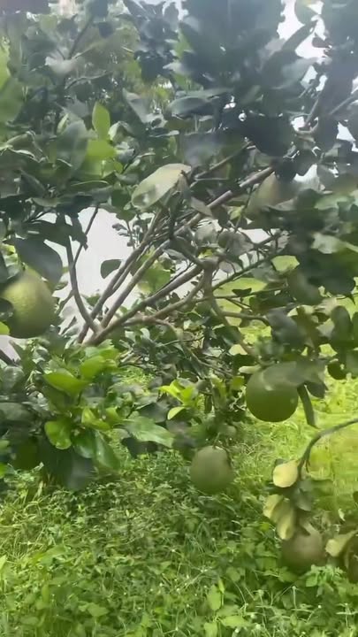 Đất nền 1000m² tại kp4, xã Bình Lộc, giá 1.2 tỷ - Đầu tư sinh lời ngay!