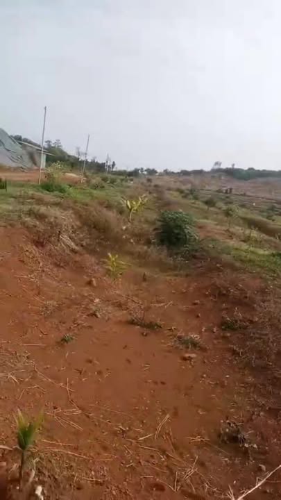 Đất Farm 5h5 xã Bình Minh, huyện Bù Đăng, giá 1.7 tỷ - Đầu tư sinh lời hấp dẫn!