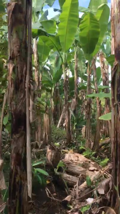 Đất nền 11 sào tại xã Thanh Bình, huyện Trảng Bom chỉ 29 tỷ - Cơ hội đầu tư lý tưởng!