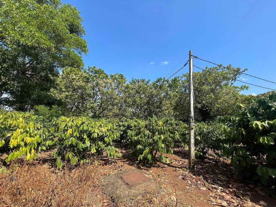 Đất Farm 62000m² tại Thôn Hòa An, Buôn Đôn giá 3.1 tỷ - Đầu tư lý tưởng!