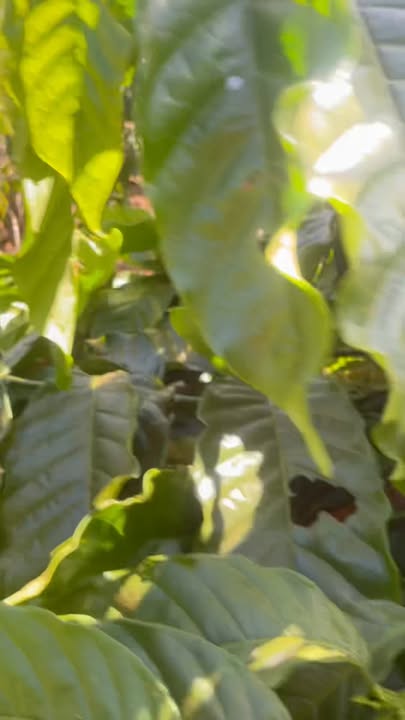 Đất nền 2ha tại xã Quảng Sơn, Đắk Nông giá chỉ 5 tỷ - Cơ hội đầu tư tuyệt vời!