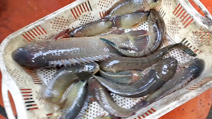 Đất nền thổ cư 130m² tại Củ Chi - Giá chỉ 1.1 tỷ, sổ đỏ chính chủ!