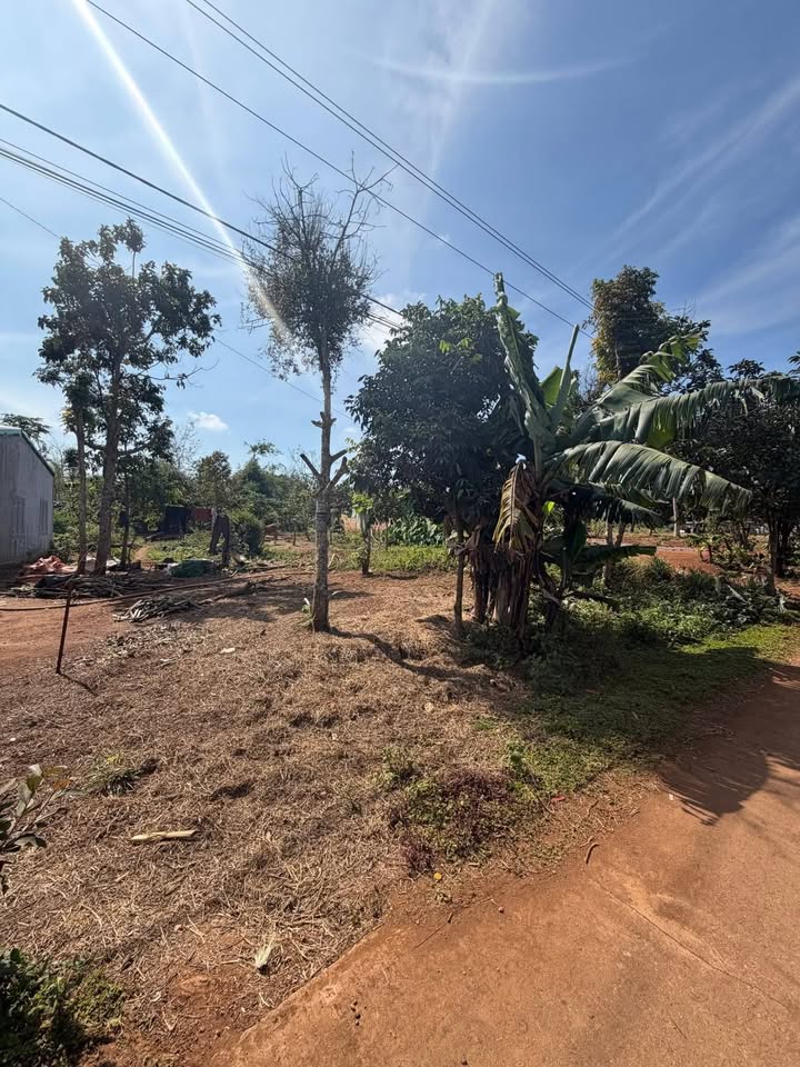 Đất nền Ea Drông - Buôn Hồ 520m² giá 550 triệu - Cơ hội đầu tư tuyệt vời!