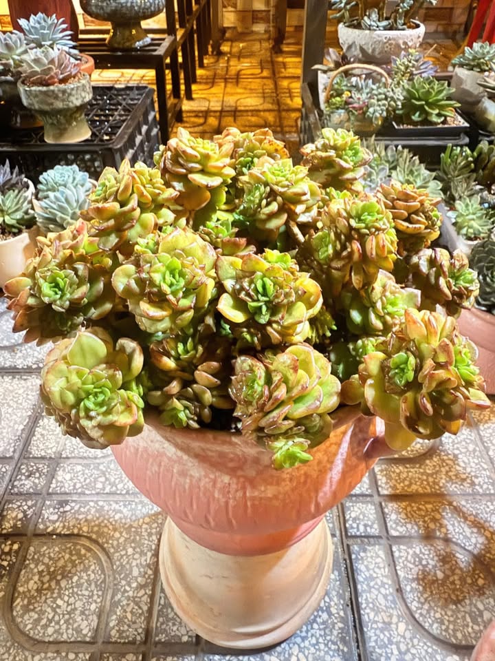 Đất nền khu dân cư Phi Thông, Rạch Giá, Kiên Giang 90m² giá 800 triệu - Sổ hồng chính chủ!