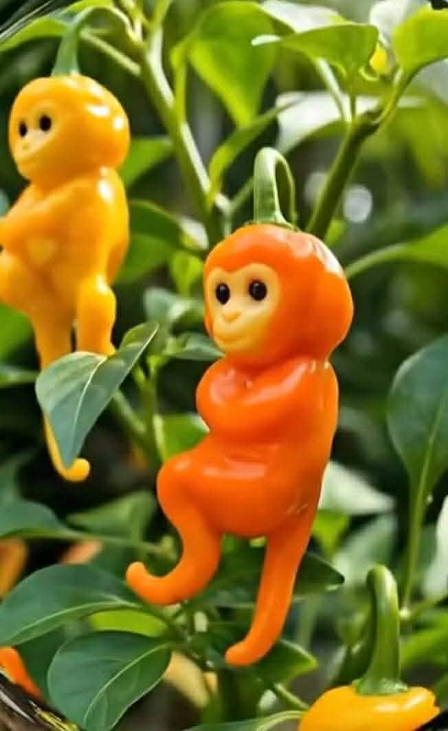 Đất FrontHouse mặt phố Lý Bôn 270m² giá thương lượng - Cơ hội đầu tư hiếm có!