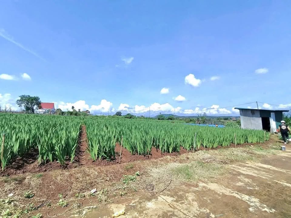 Đất nền Liên Nghĩa 380m² giá 2.7 tỷ - Cần bán gấp, đầu tư sinh lời!