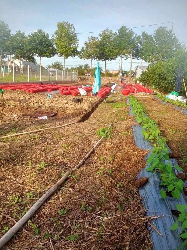 Đất nền thổ cư Phường Đông Thành Vĩnh Long 270m² giá 899 triệu - Sẵn sàng đầu tư!