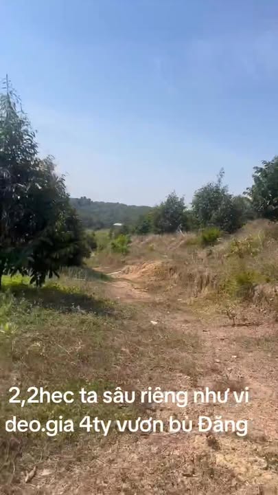 Đất Farm 2,2ha tại Xã Nam Ninh, Huyện Đạ Huoai, Lâm Đồng - Giá 4 tỷ, Đường vào thuận lợi!