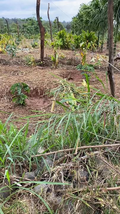 Farm 18.000m² tại xã Ea Blang, Buôn Hồ, giá 1 tỷ - Đầu tư hiệu quả!