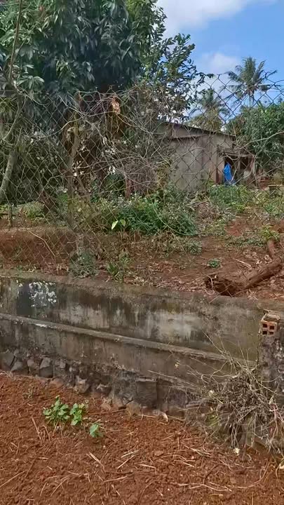 Đất thổ cư Cư Bao 300m² giá 420 triệu - Cơ hội đầu tư tốt!