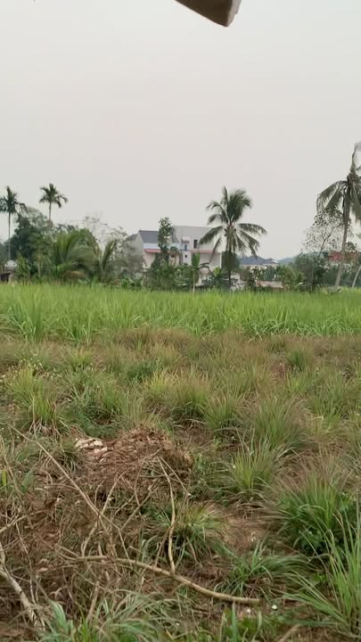 Đất nền thổ cư thôn Minh Quang, Thạch Thành 229m² giá 290 triệu - Cơ hội đầu tư không thể bỏ lỡ!