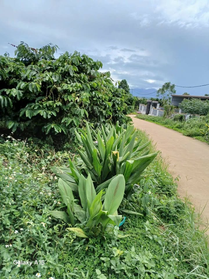 Lô đất Phúc Thọ Lâm Đồng 1000m² giá 1.88 tỷ - Sổ hồng chính chủ, thích hợp kinh doanh!