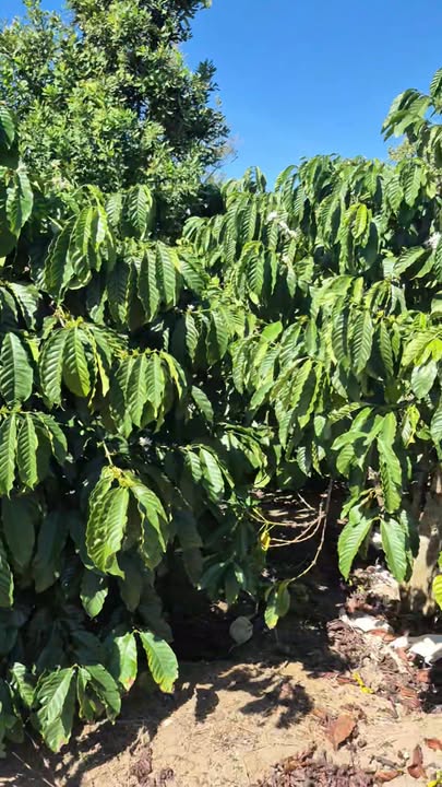 Đất thổ cư 100m² 600m² tại Phúc Thọ - Giá chỉ 930 triệu!