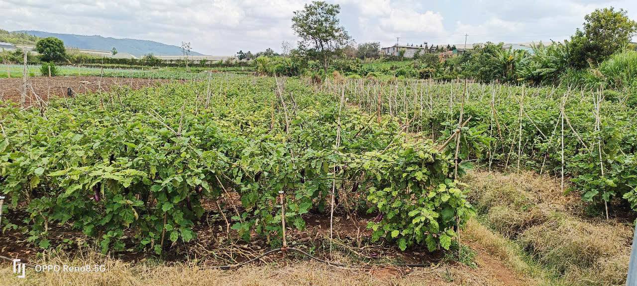 Đất nền Suối Thông C2, Đơn Dương 2156m² giá 1.15 tỷ - Cơ hội đầu tư hấp dẫn!