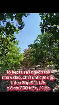 Farm 16 hecta tại Ea Súp, Đắk Lắk giá 3.2 tỷ - Nguồn thu sẵn có!