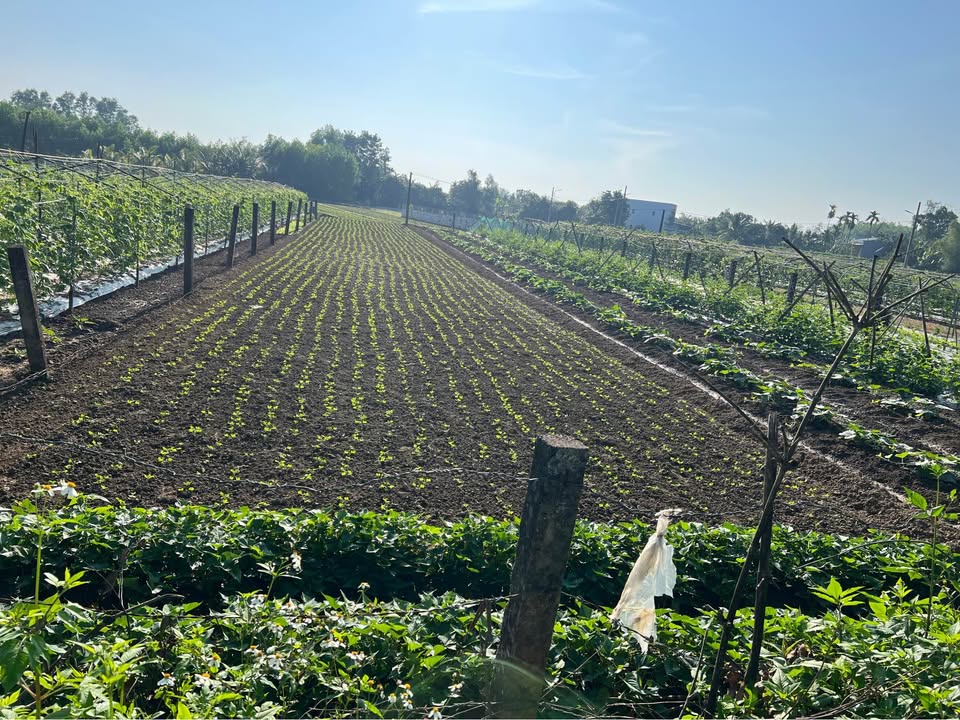 Đất liền kề Phước Hưng, Đà Nẵng 500m² giá 700 triệu - Đầu tư sinh lời tốt!