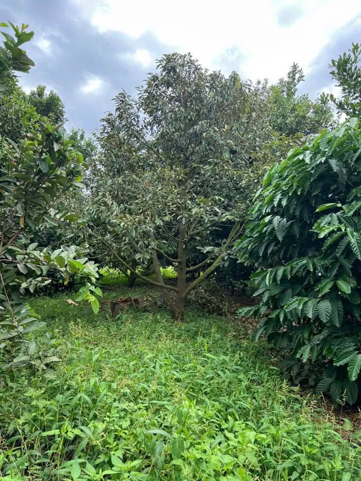 Farm 2ha tại Ea Lê, Đắk Lắk giá 2.8 tỷ - Kinh doanh cà phê và sầu riêng đang có lợi nhuận!