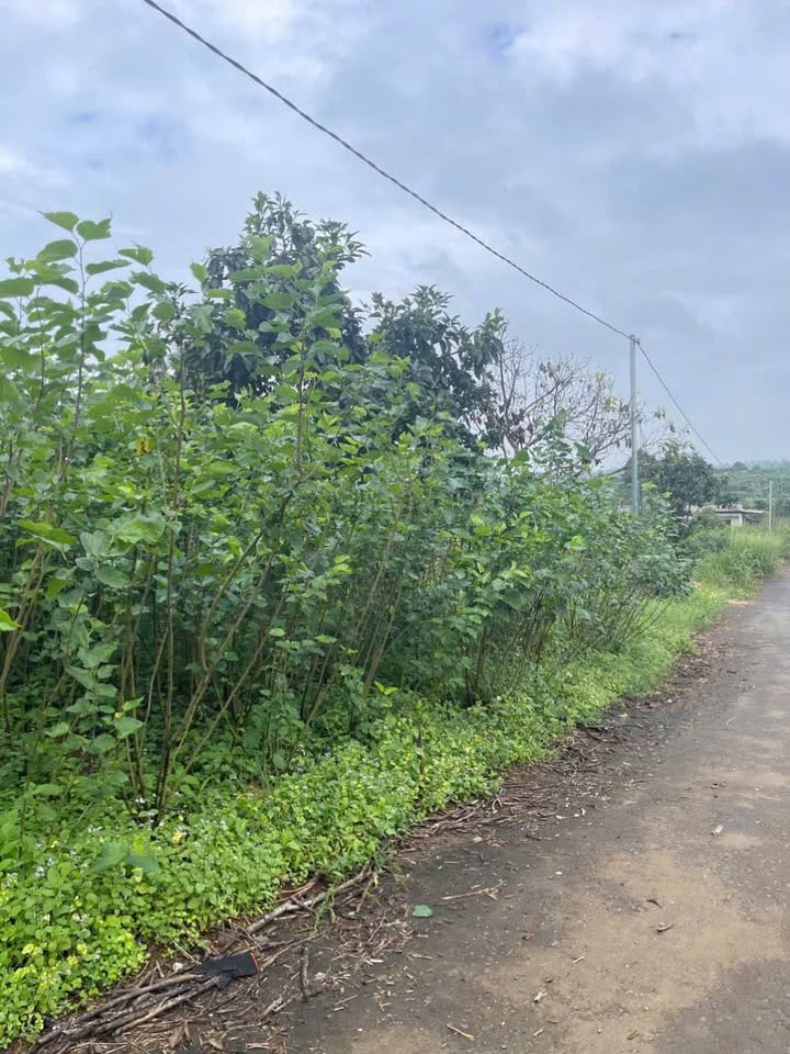 Đất nền thổ cư 100m² xã Lộc An - Giá chỉ 380 triệu, cơ hội đầu tư tuyệt vời!