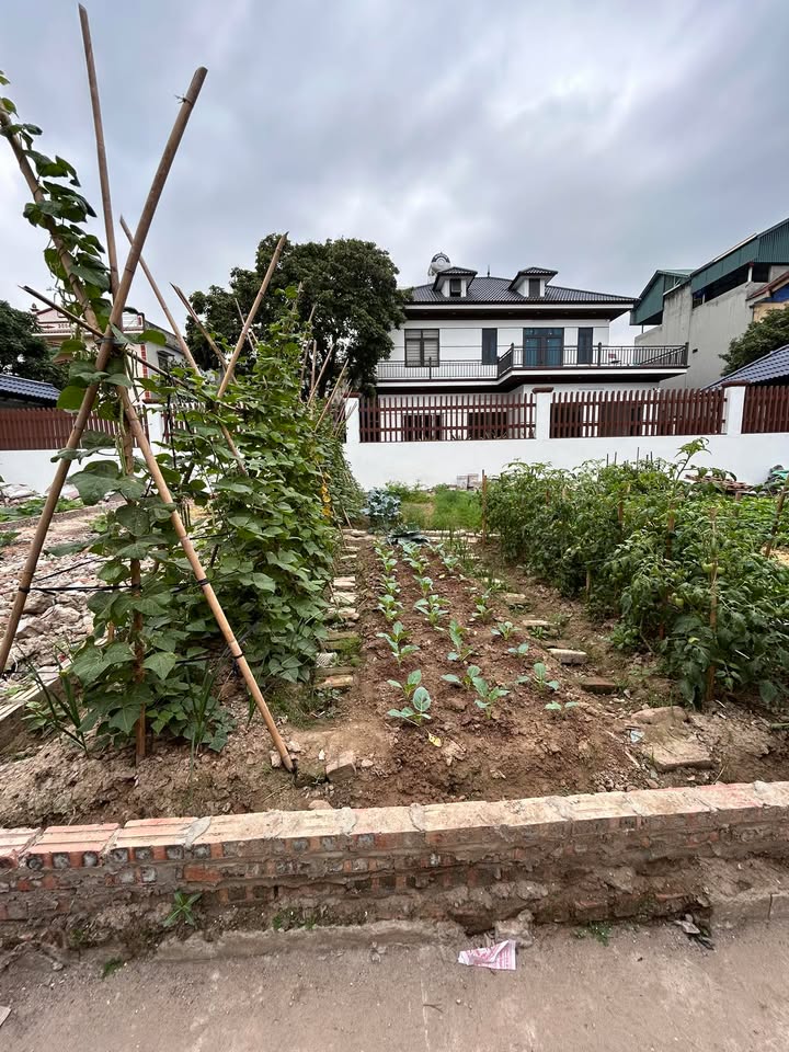 Đất nền Phường Hồ, Thị xã Thuận Thành, Bắc Ninh 60m² giá 1.7 tỷ - Cơ hội đầu tư hiếm có!