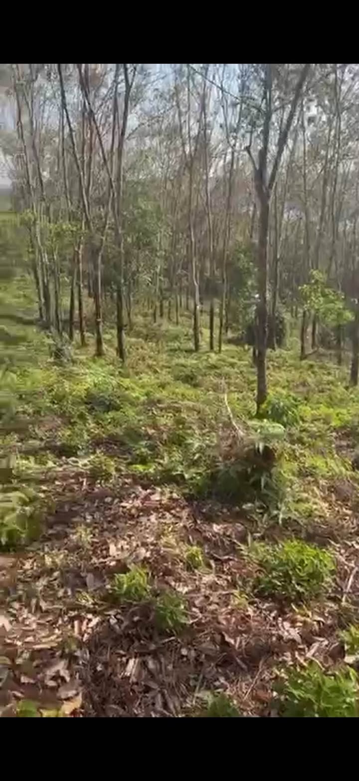 Đất Farm 3.7ha tại Đắk Sin - Giá chỉ 6.7 tỷ - View hồ tuyệt đẹp!