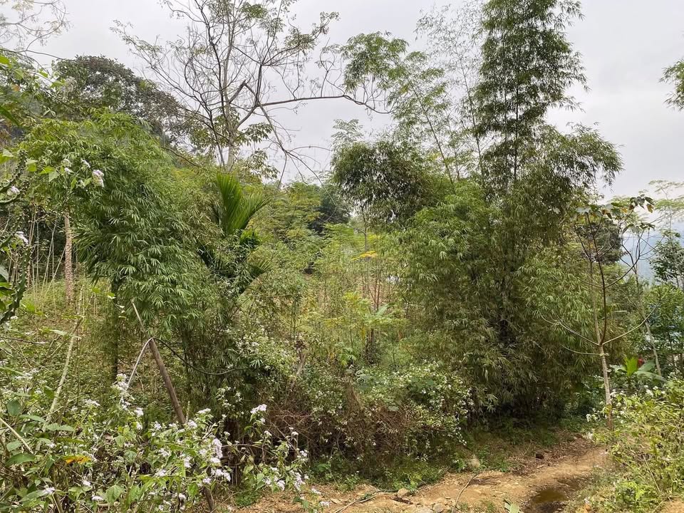 Đất thổ cư 5000m² tại Tiền Phong, Đà Bắc chỉ 700 triệu - Cơ hội đầu tư tuyệt vời!