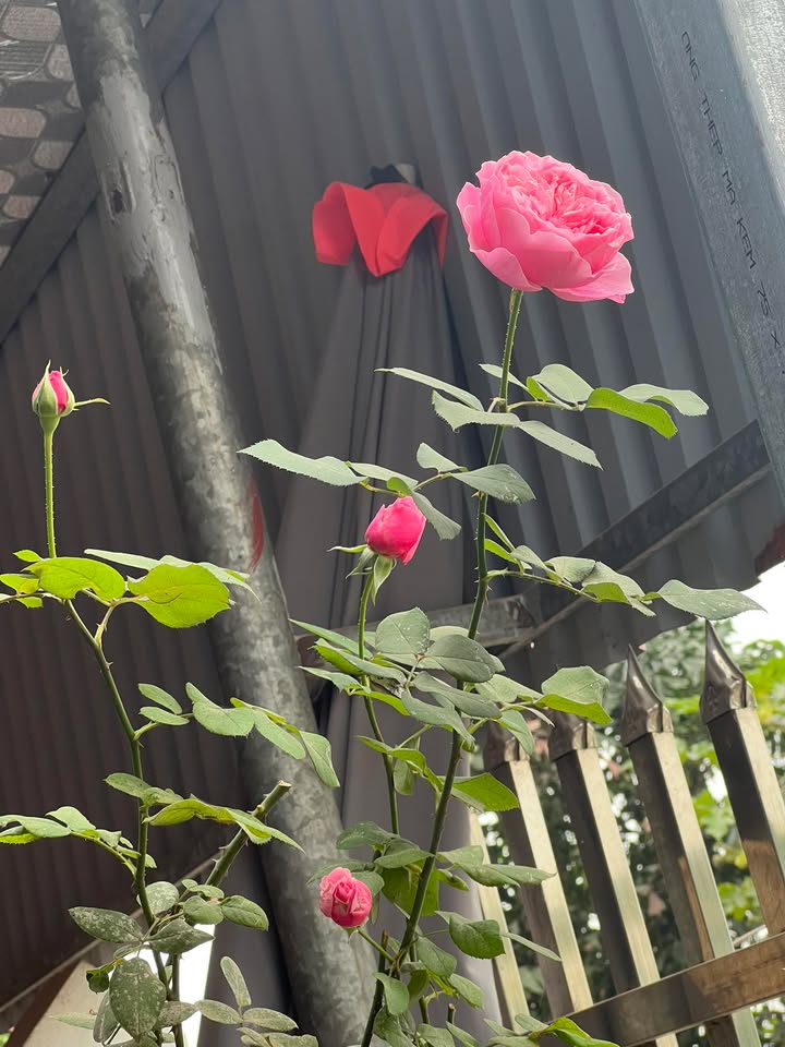 Đất Nhất Trai, Lương Tài 92m² giá 1.05 tỷ - Chính chủ bán gấp!