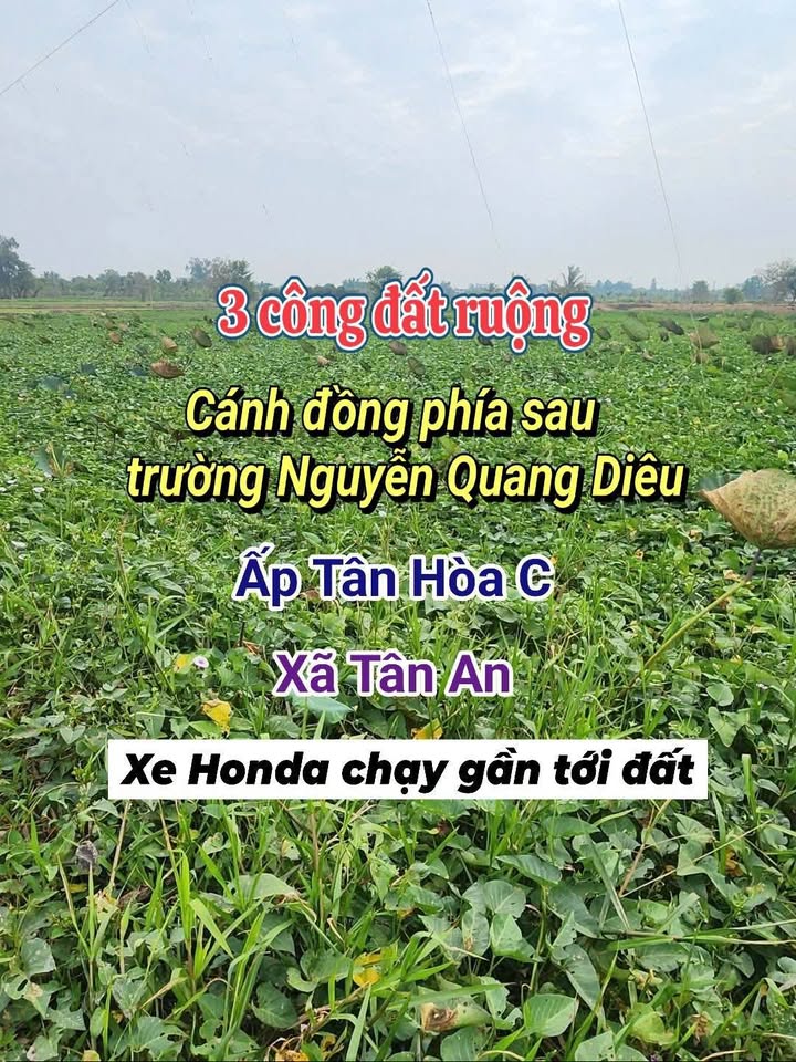 Đất nông nghiệp Ấp Tân Hòa C, Tân An, 3014m² giá 424.2 triệu - Cơ hội đầu tư lý tưởng!