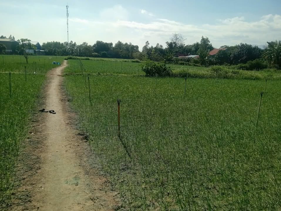 Lô đất Farm 1,4 ha tại xã Ninh Sơn - Đầu tư lý tưởng cho tương lai!