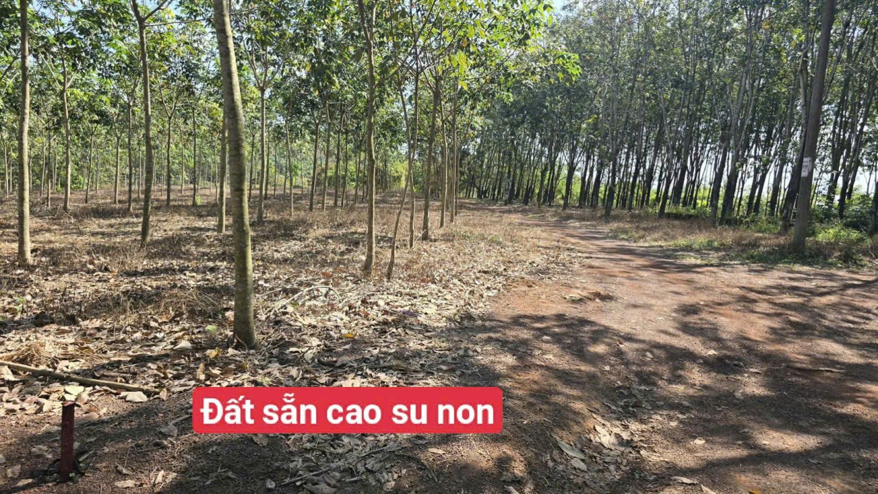 Đất thổ cư 1000m² đường quy hoạch 29m Quận 4 chỉ 395 triệu - Cơ hội đầu tư tuyệt vời!