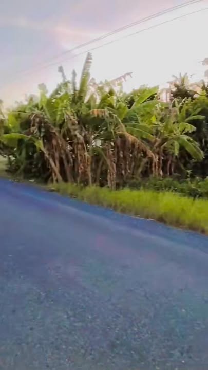 Đất nền mặt tiền lộ nhựa Huyện Trần Đề 500m² giá 4 tỷ - Sổ hồng riêng, vị trí đắc địa!