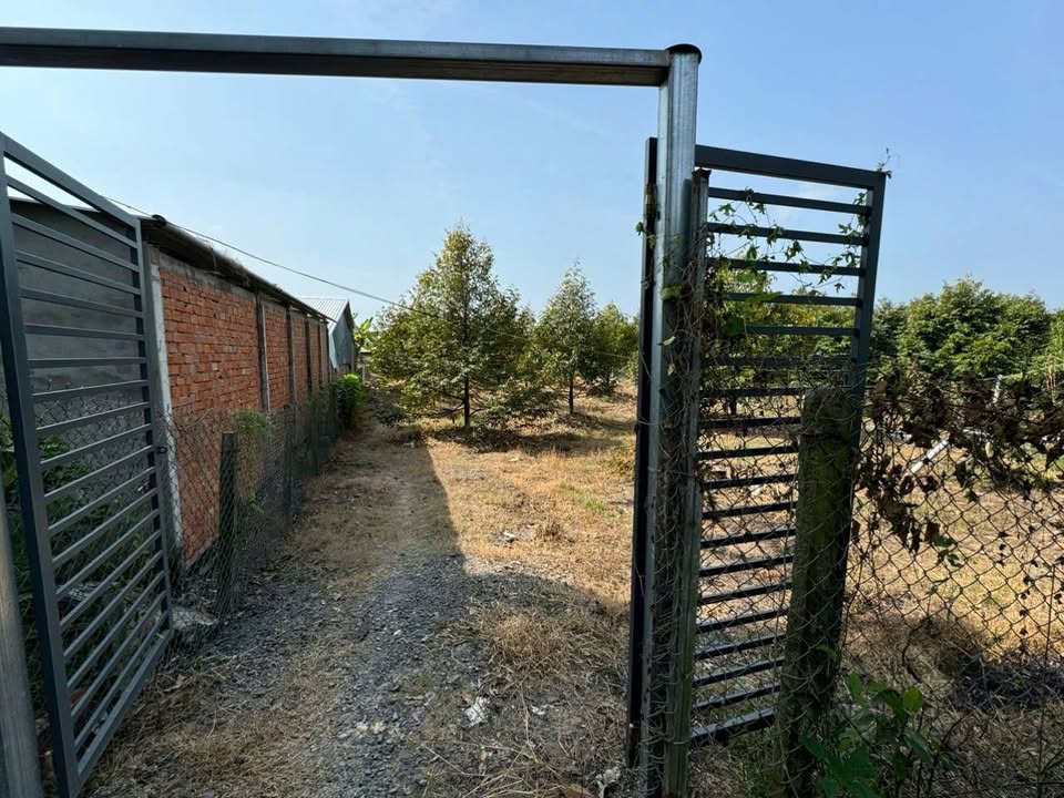 Đất trồng sầu riêng 3.300m² tại xã Tân Nhuận Đông, 1.7 tỷ - Cơ hội đầu tư hấp dẫn!