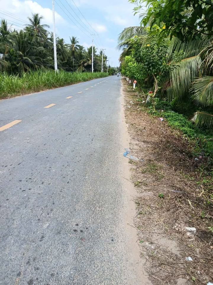 Đất vườn dừa mặt tiền HL11, Tân Hào, Giồng Trôm 3000m² - Đầu tư sinh lời ngay!