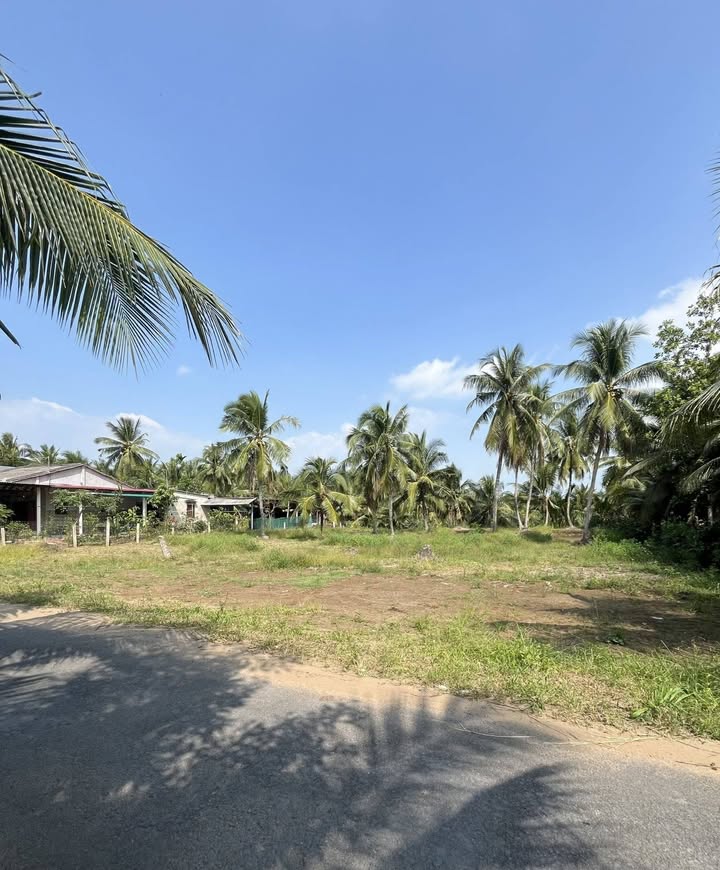 Đất nền xã An Ngãi Trung, Ba Tri, Bến Tre 1011m² - Đầu tư sinh lời ngay!