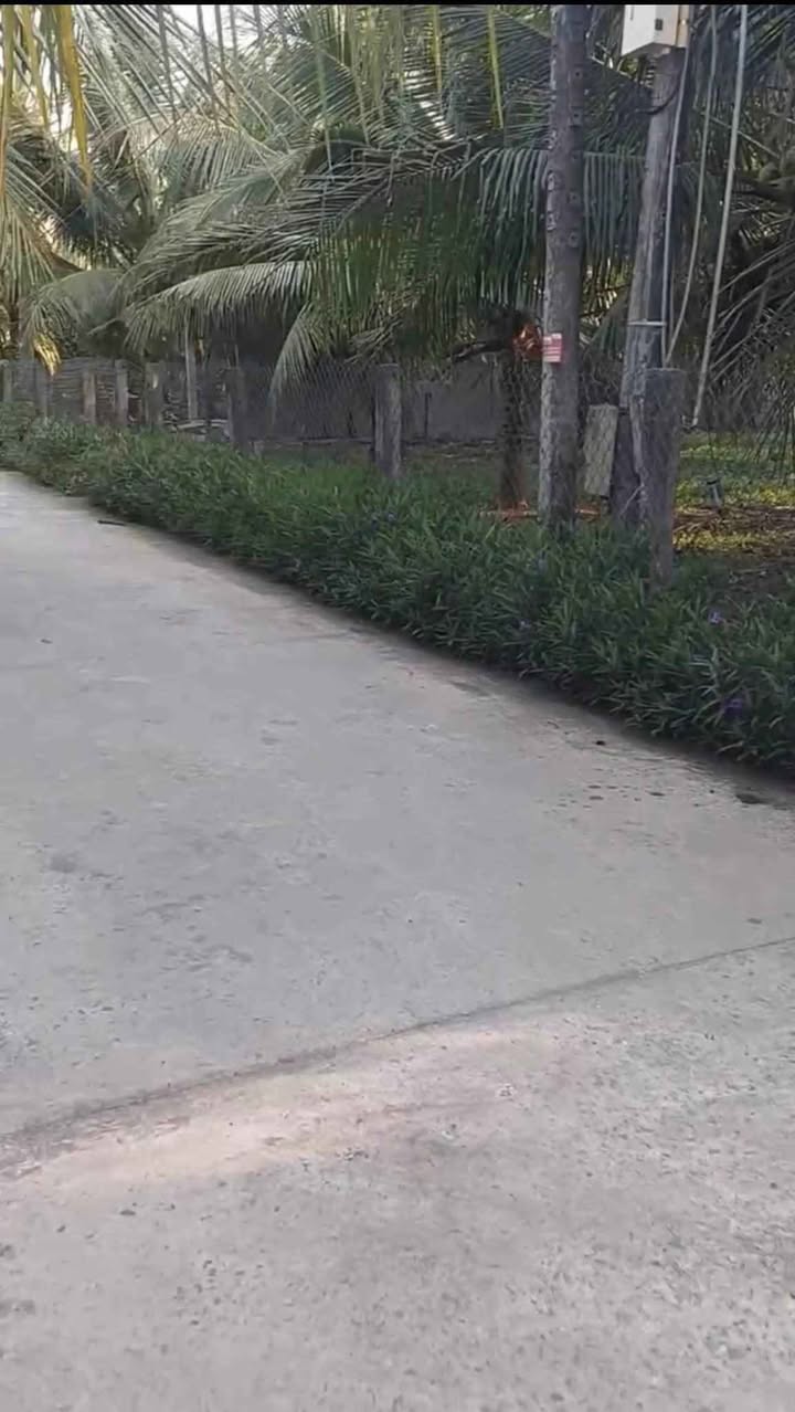 Đất Farm Ấp 3, Xã Hưng Lễ, Huyện Giồng Trôm 1000m² giá 800 triệu - Đất vuông vắn, sổ hồng chính chủ!