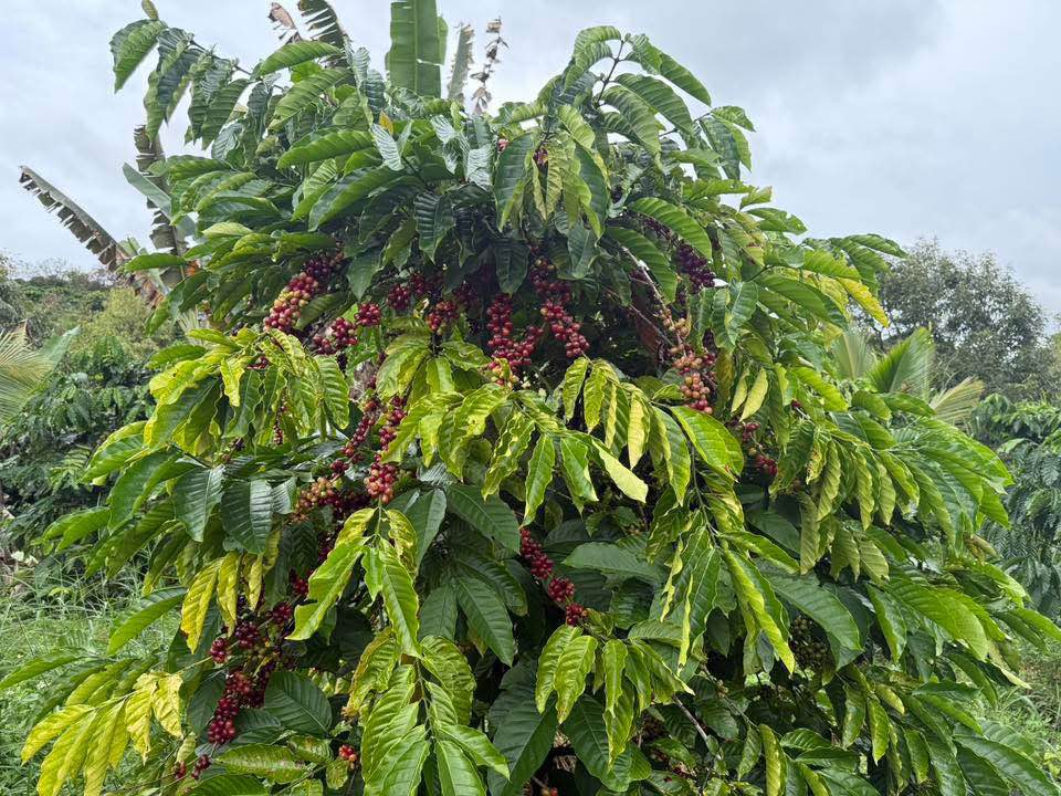 Farm 6 sào tại Thị trấn Kiến Đức, Đắk R'lấp - Giá 2 tỷ - Đầu tư sinh lời tốt!