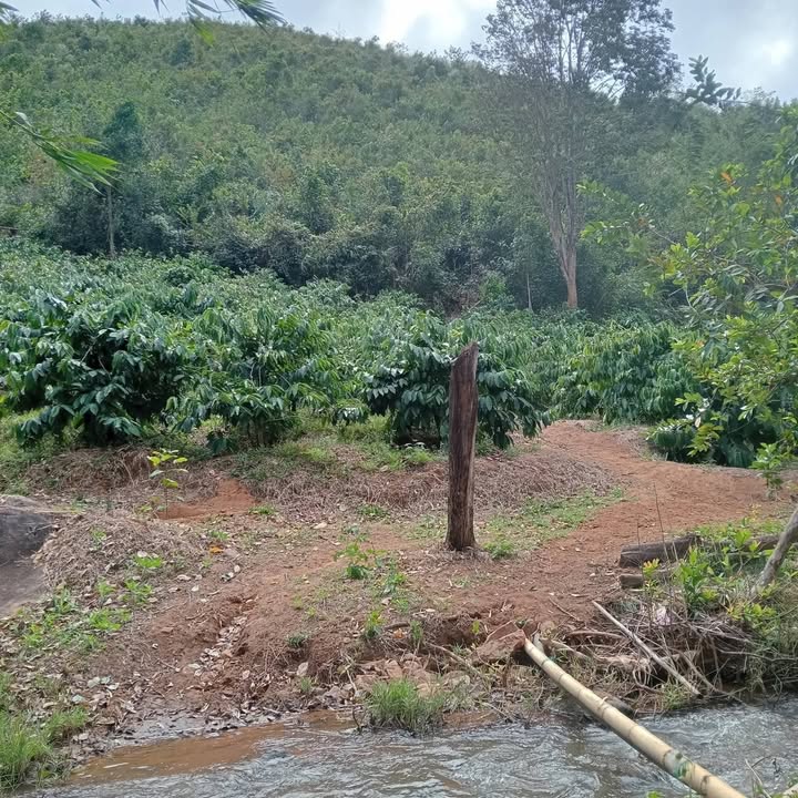 Đất nông nghiệp 1.5ha tại Ngọc Réo, giá chỉ 100 triệu - Cơ hội đầu tư hấp dẫn!