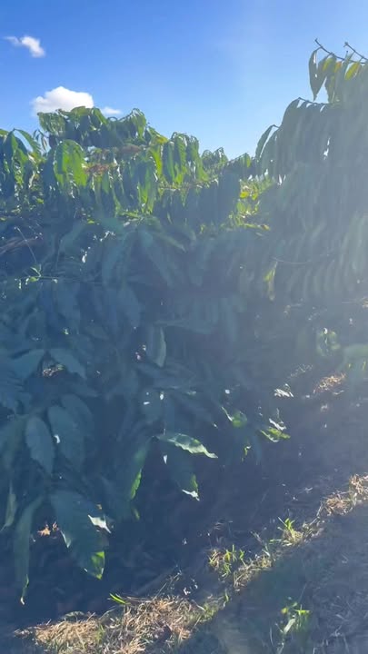 Farm 2,7ha tại Bờ Y, Ngọc Hồi, Kon Tum giá 4,5 tỷ - Kinh doanh cafe ổn định!