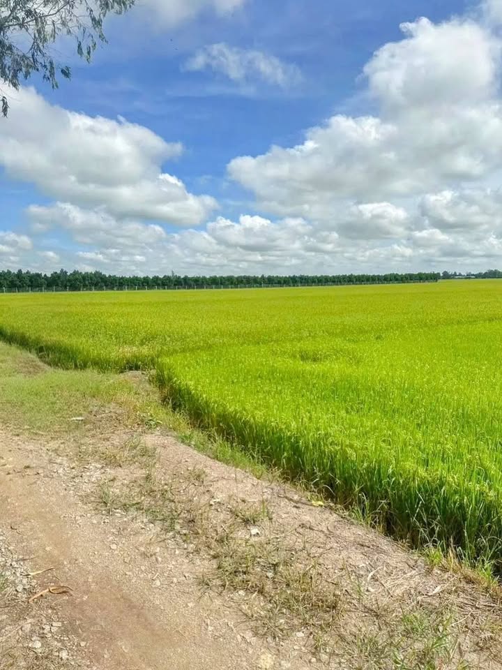 Đất nông nghiệp 19 công tại Kênh T14, Định Thành, Thoại Sơn - Giá chỉ từ 100 triệu/công!