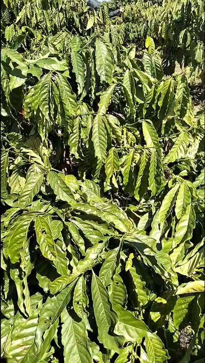 Farm Hòa Tiến Đắk Lắk 1800m² - Đầy đủ điện nước, sẵn sàng sản xuất!