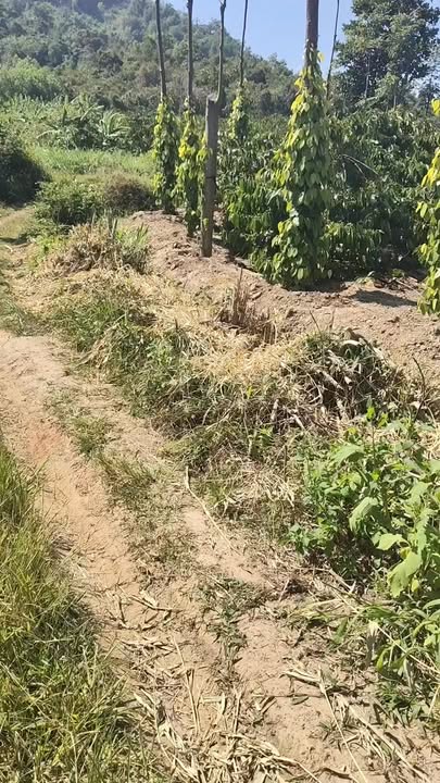 Farm 3 sào tại xã Dang Kang, huyện Krông Bông, Đắk Lắk - Giá 650 triệu, sổ đỏ chính chủ!