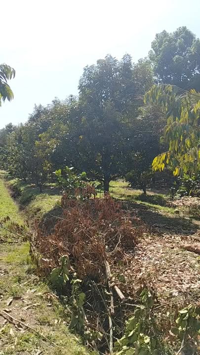 Farm 6,3 sào tại Đạ Tồn, Đạ Huoai - Đất bằng phẳng, giá chỉ 1,9 tỷ VND!