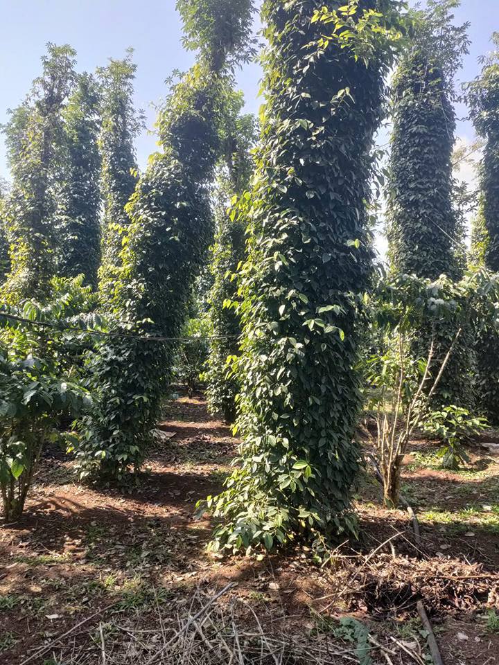 Đất nền Bình Giã, Châu Đức 12,600m² giá chỉ 4 tỷ - Đầu tư sinh lời ngay!